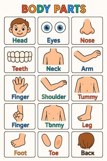 身体部位英语认知海报|BODY PARTS 儿童英语启蒙可打印素材