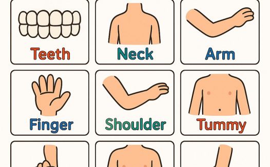 身体部位英语认知海报｜BODY PARTS 儿童英语启蒙可打印素材