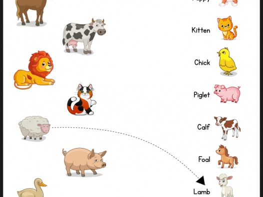 幼儿英语动物幼崽连线练习｜BABY ANIMALS 可打印 PDF